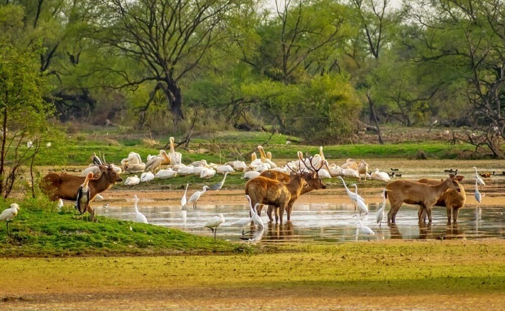 Soor Sarovar Bird Sanctuary